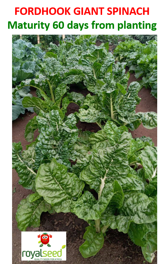 Royal Africa on Twitter: Farmers...! Agricultural Ongoing... Don,t get left out in the Planting Season, Visit our at Pop- Vriend and get to buy our varieties of seeds...from