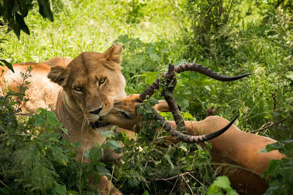 Route Wild Safaris 🐾 tweet media