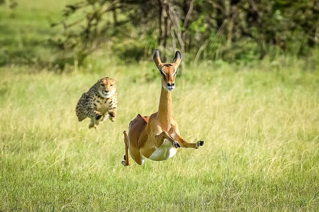 Route Wild Safaris 🐾 tweet media