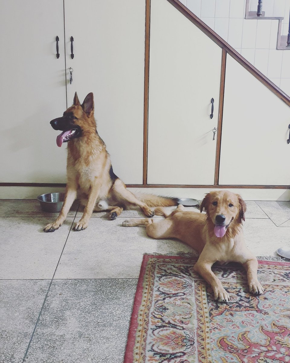 #Delhi Lost dogs? 

Found in Greater Kailash 2, New Delhi, a German Shepherd and golden retriever... If they are yours, kindly whatsApp 9899624824.

instagram.com/p/CDihc-mnBwI 

Please RT!