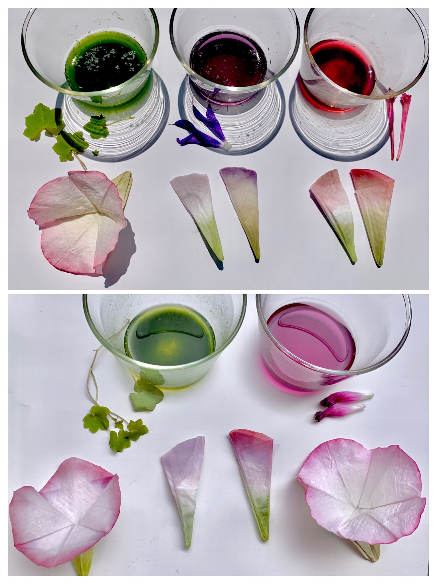 Inori 今日の実験 朝顔の花で水シールをしてみました 残った花びらで色水を作ってみたらとても綺麗で 何か染め たくなったので キッチンペーパーで朝顔を折って染めてみました セージ オシロイバナでも染めましたがセージの青はほぼ消え オシロイバナは