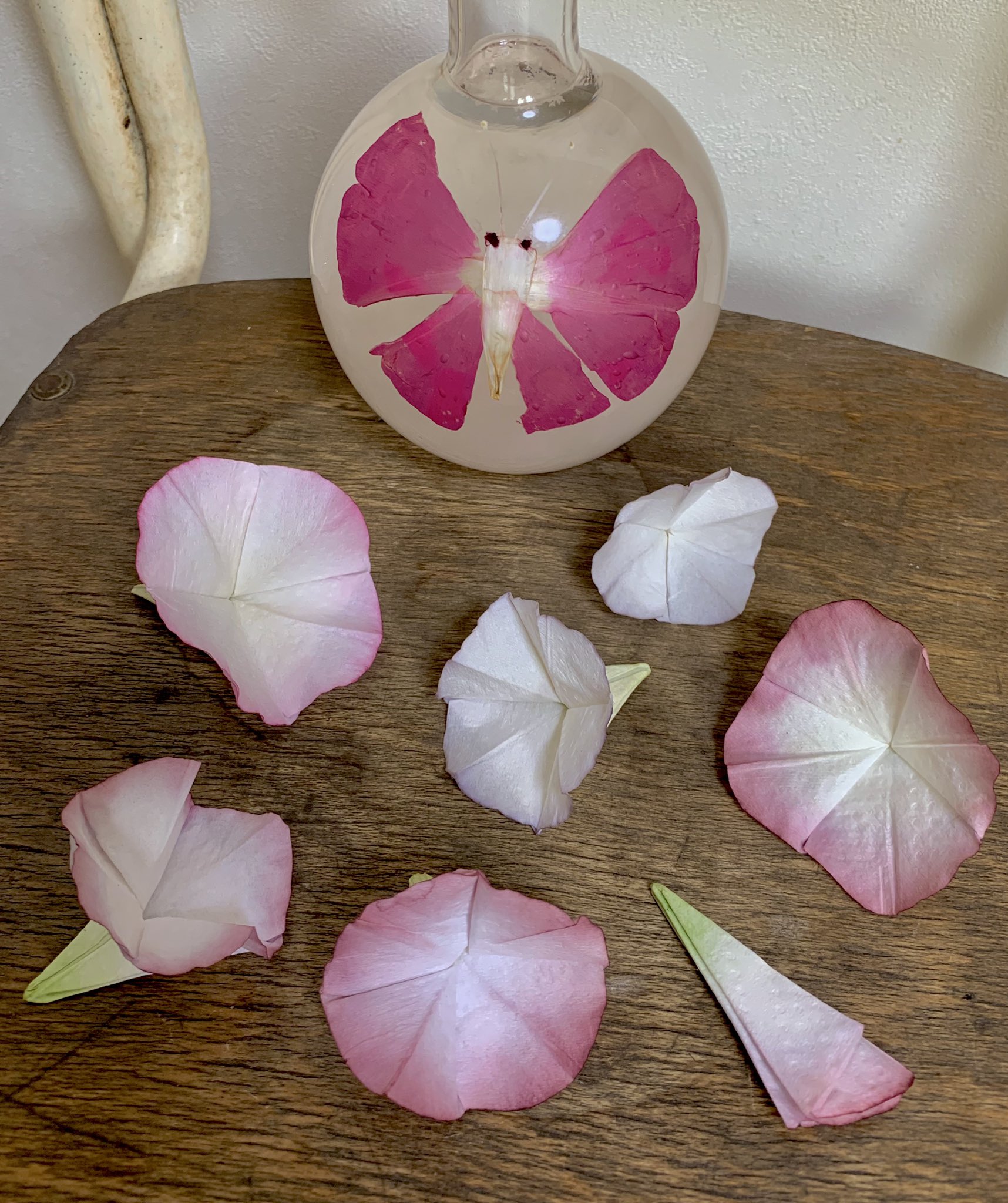 Inori 今日の実験 朝顔の花で水シールをしてみました 残った花びらで色水を作ってみたらとても綺麗で 何か染め たくなったので キッチンペーパーで朝顔を折って染めてみました セージ オシロイバナでも染めましたがセージの青はほぼ消え オシロイバナは Inori 今日の実験 朝顔の花で水シールをしてみました 残った花びらで色水を作ってみたらとても綺麗で 何か染め たくなったので キッチンペーパーで朝顔を折って染めてみました セージ オシロイバナでも染めましたがセージの青はほぼ消え オシロイバナは