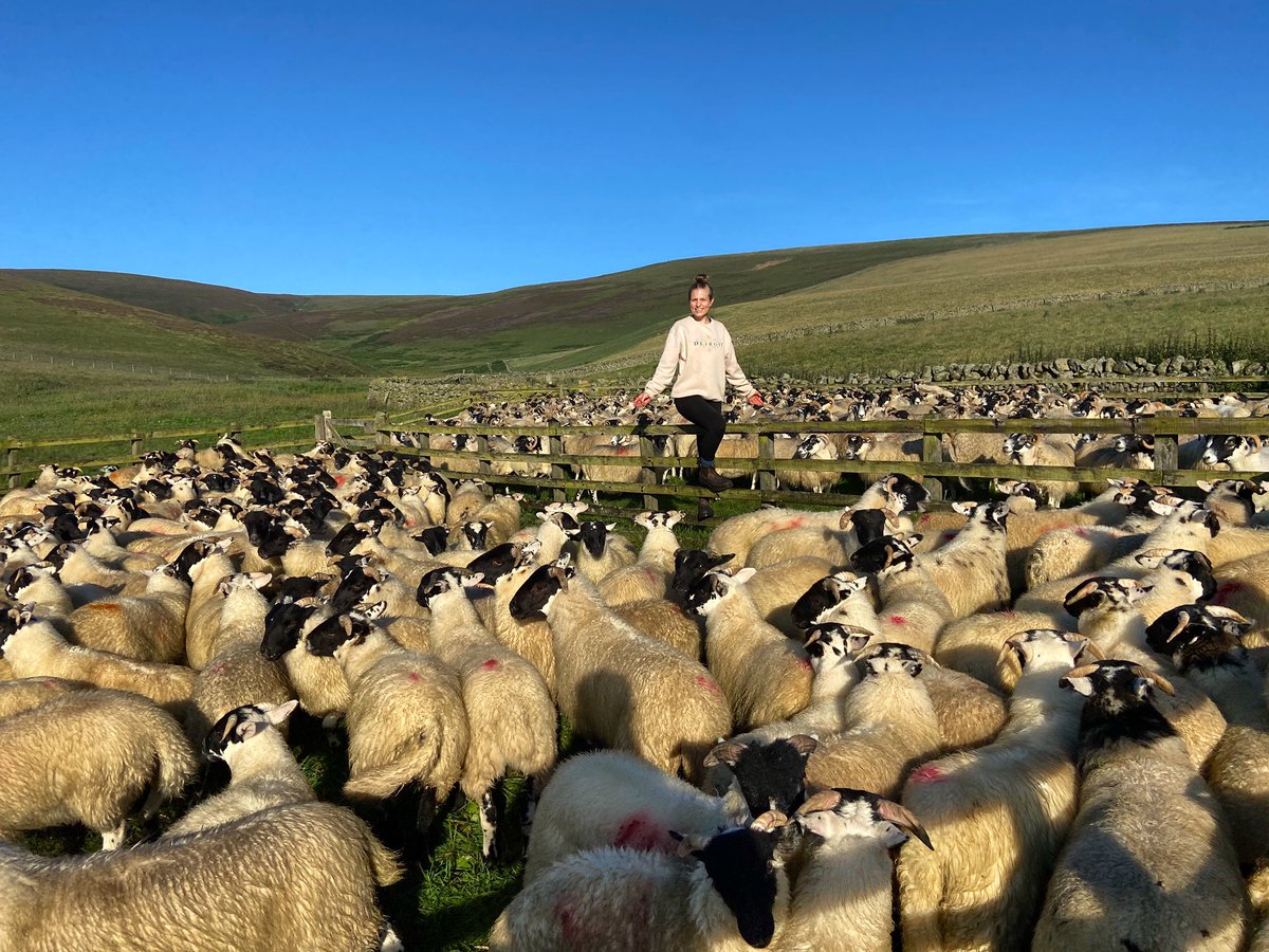 Happy #Farm24! A day in the life of farmers up and down the country. From sheep, beef, dairy, pigs to crops, fruit and veg and more, they’ll all be here 🐏🐂🐄🐖🌾 post your pics, jump on the hashtag and share away. LETS GO! @FarmersGuardian @Morrisons