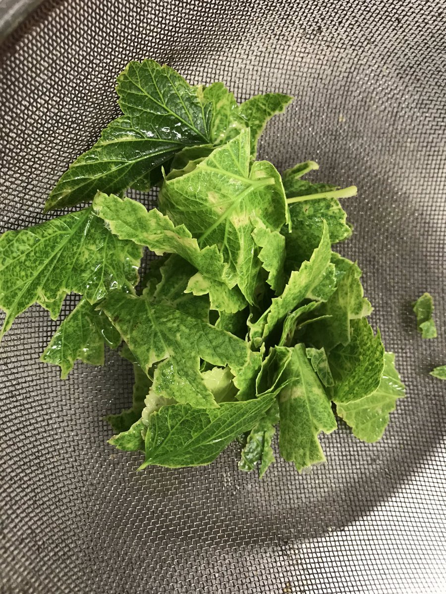 DefianceSpirits's tweet photo. Neutral Grain Spirit soaked Blackcurrant Leaf. #awesomecolour https://t.co/9uZ9QQZymE