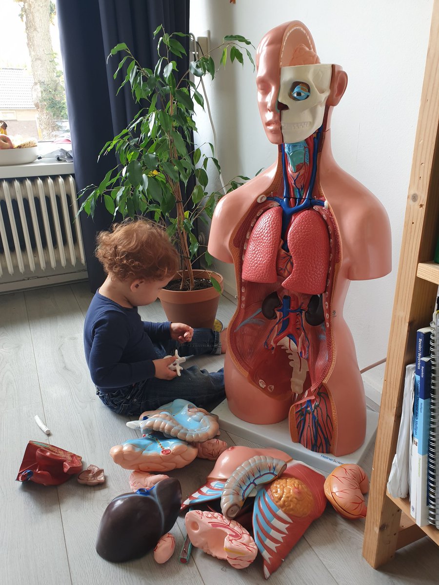 anatedu's tweet image. Best puzzel ever!  #thehumanbodyisamazing #humananatomy #anatomicalmodel #anatomyeducation ❤