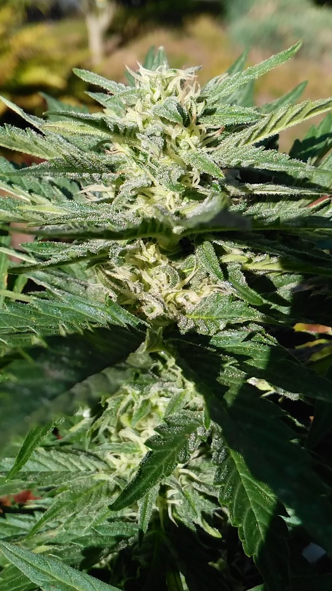 OneFallenAngelM's tweet image. Oh, this definitely going to give some #BrainBleach ~ later 😊
#GrowYourOwn #Cannabis ✌🏻😇💚🌿🎈