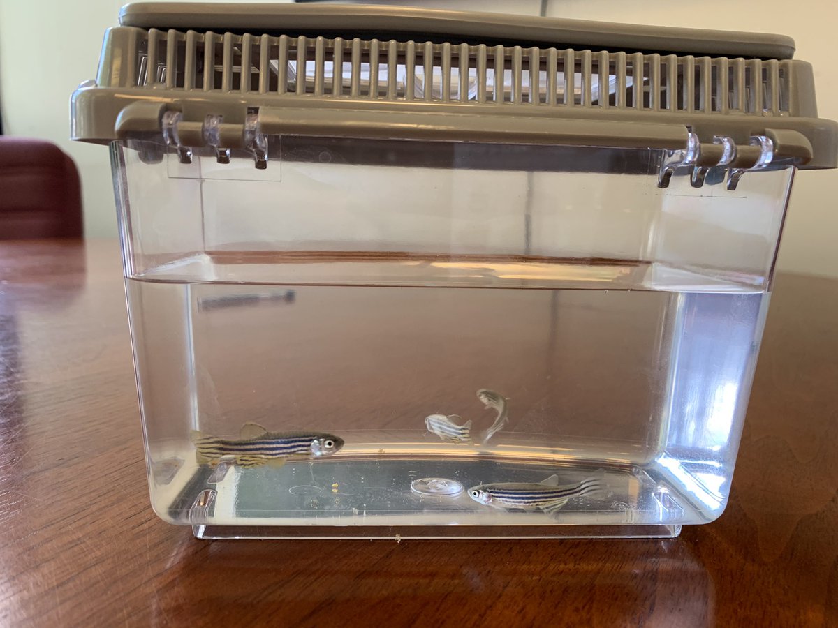 MatthewCranham's tweet photo. @TheRangeUK this was sold to my child at Aintree yesterday ? 4 fish in a jar no filter @RSPCA_official https://t.co/nO96Cnex2c