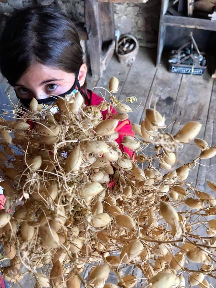 casadelasdonas's tweet photo. De cuando unos muchachos de #Valmeo te regalan un ramo rústico.💐😍 ¿Sabéis lo que es?

#vueltaalpueblo #Casadepueblo #Hacienda #Campesinos #Patrimonio #VisitasGuiadas #Liébana #PicosdeEuropa #Planhoy #quéhacerenLiébana #Cantabria https://t.co/m5mM8ZgKxa