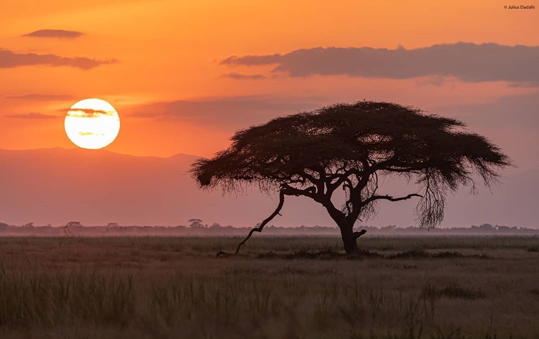 Beautiful African sunset in Kenya’s African Sunset 

📸 Julius Dadalti 

#MagicalKenyaLive #visitkenya #africansunset #naturelovers #NaturePhotography