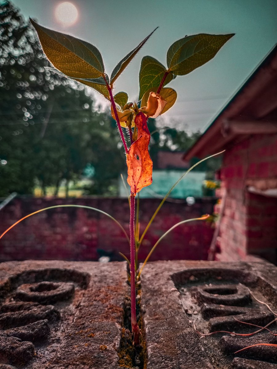 🇻 🇮 🇬 🇳 🇦 
 🇲 🇺 🇳 🇬 🇴
This photo I have clicked  rakshaBandhan morning......
#vignamungo #photography 
#mobilephotography #lightroom 
#tree #littletree #mung 
#instabest_photography #mobi_grapher_