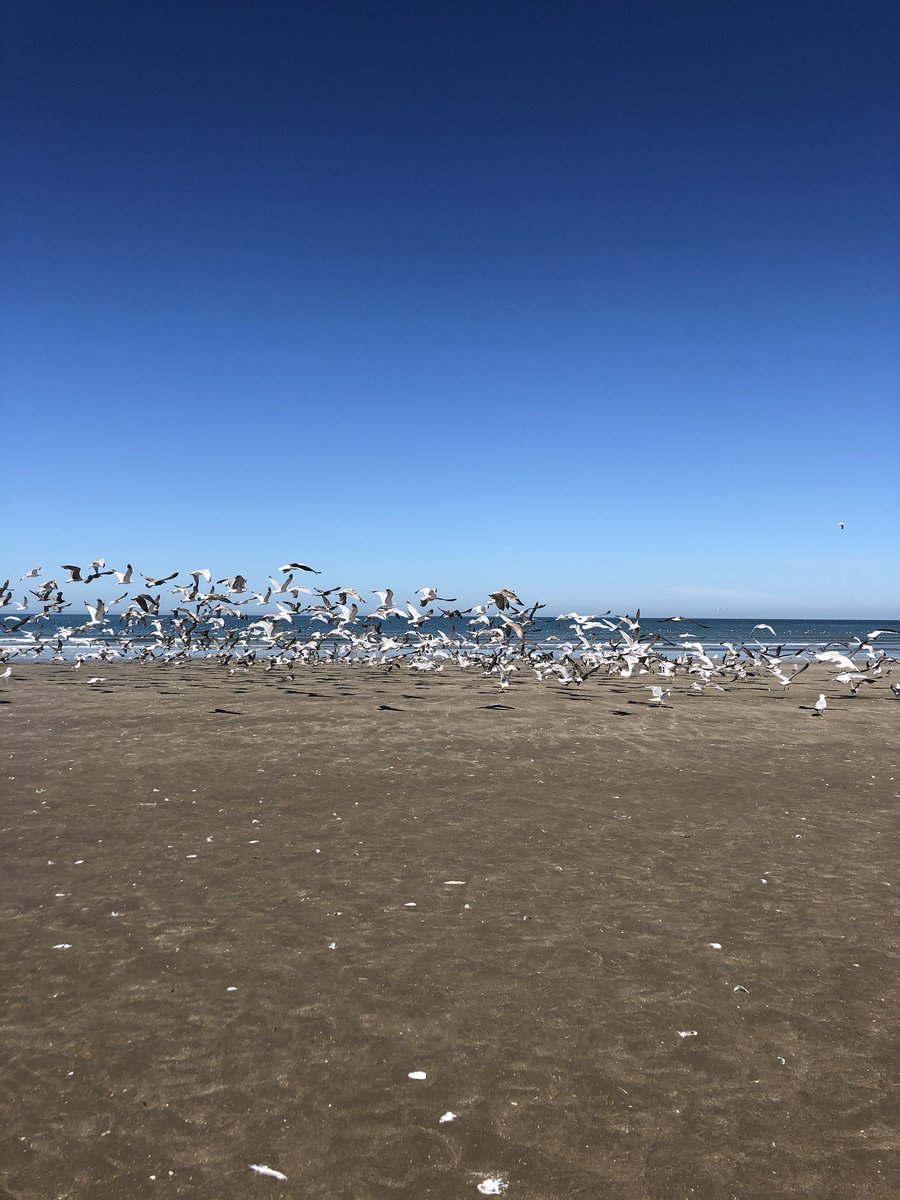 lumieresduprint's tweet photo. #jeudiphoto #mouettes #deauvilleplage #Deauville #Normandie  🌊☀️⛱❤️❤️❤️ https://t.co/rg2uspz4L4