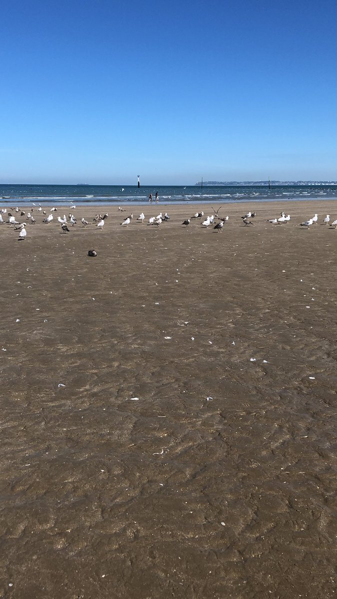 lumieresduprint's tweet photo. #jeudiphoto #mouettes #deauvilleplage #Deauville #Normandie  🌊☀️⛱❤️❤️❤️ https://t.co/rg2uspz4L4