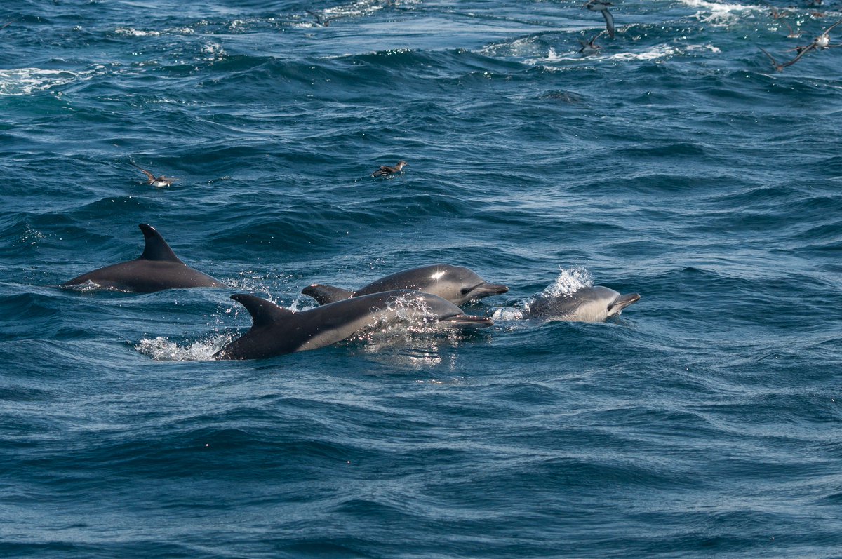 Looking at these amazing scenes it's easy to believe that all is well at sea but sadly this isn't the case...