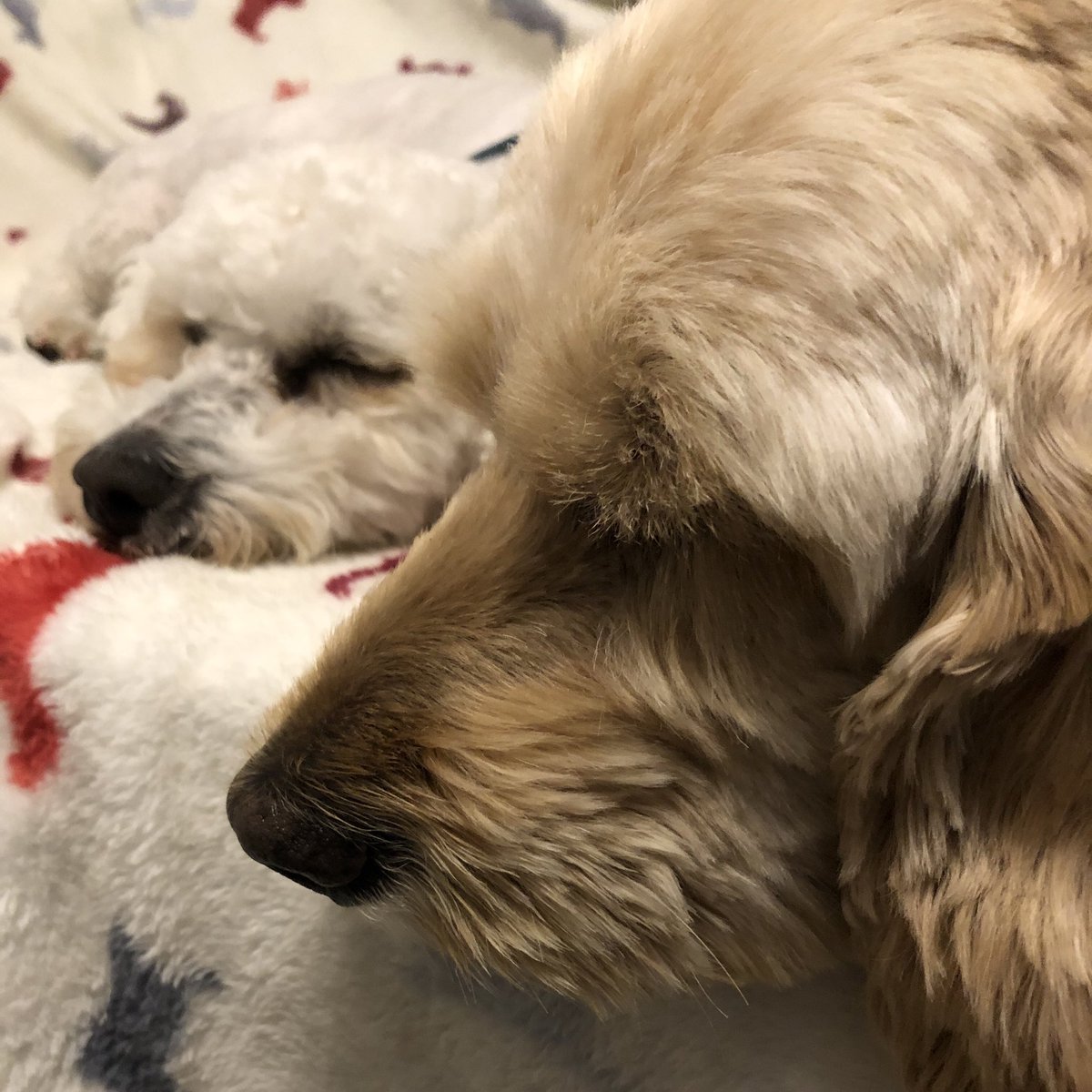 Bill Dale tweet media