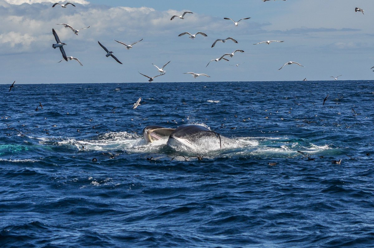 Looking at these amazing scenes it's easy to believe that all is well at sea but sadly this isn't the case...