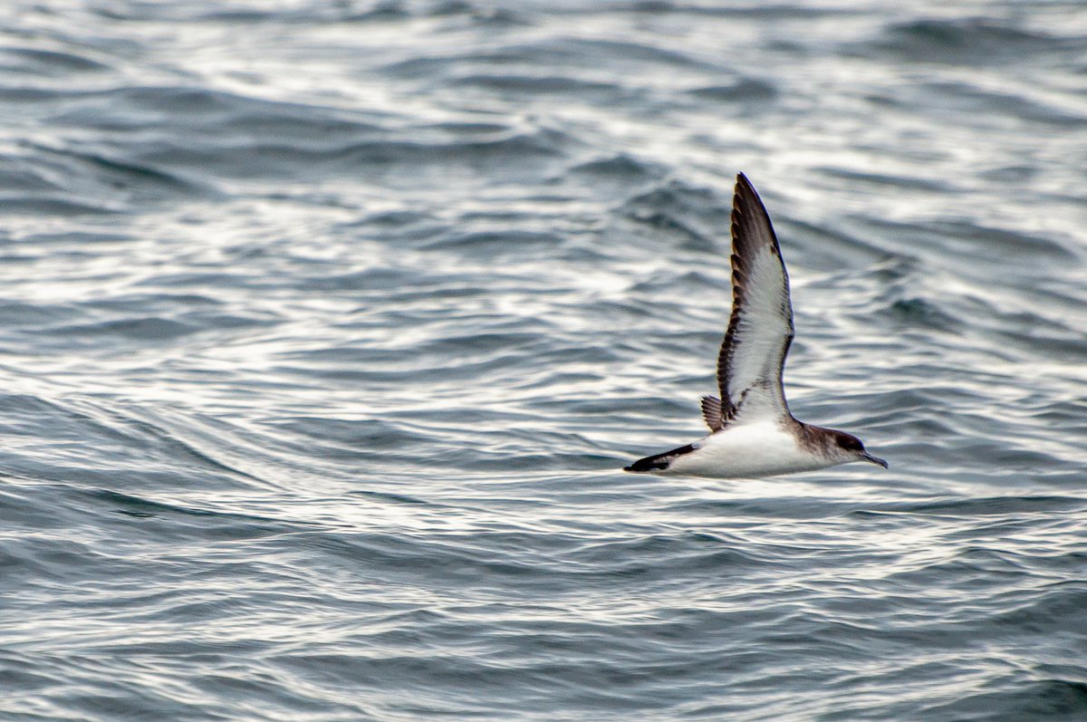 The rug has been pulled from under this ecosystem but there's lots that can be done to get on the road to recovery: a marine protected area, ending destructive bottom trawling/dredging & ending all overfishing once and for all. Over to you  @daracalleary  @noonan_malcolm 