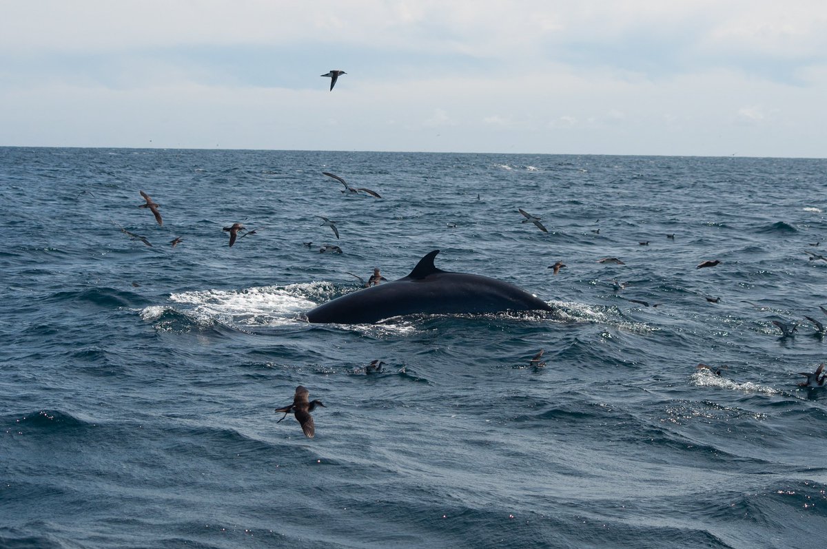 The rug has been pulled from under this ecosystem but there's lots that can be done to get on the road to recovery: a marine protected area, ending destructive bottom trawling/dredging & ending all overfishing once and for all. Over to you  @daracalleary  @noonan_malcolm 