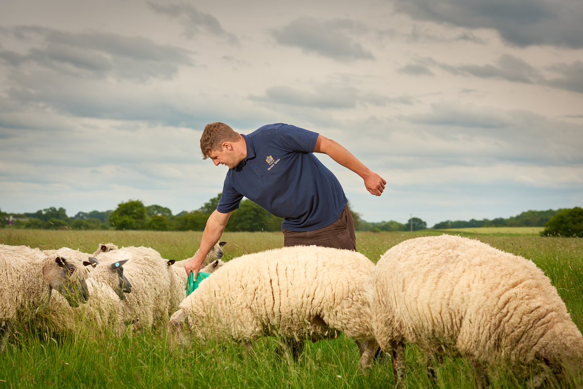 Today is #FarmworkerAppreciationDay we’d like to thank the amazing hardworking farmers that work for <a href="/HarrisonSpinks/">Simon Spinks</a> Their 300-acre farm is home to hundreds of sheep which provide the wool for their sustainable mattresses that are on display in our #bedshowroom #sustainableliving