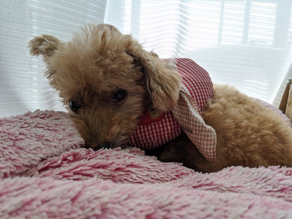 shimaipopo's tweet photo. 窓際のポッポちゃん。
常に眠たい(=_=;) https://t.co/rQBvxfCeRc