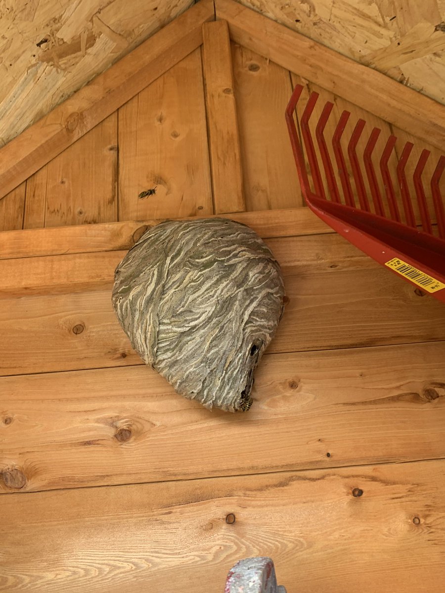 Can anyone spot the wasp flying above this nest? 

We’ve been treating and removing a lot of wasps nests over the last couple of weeks and quite a few in garden sheds too! 

Eradication/Removal = £50.00 
#edinburgh #pestcontrol #waspnestremovaledinburgh #pestcontroledinburgh