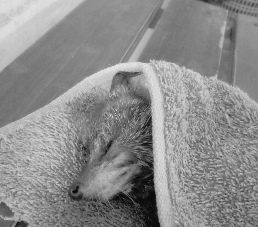 ayikvery's tweet photo. Pantesan tadi pagi gamau turun dr pundak.. sorenya ternyata aku ditinggal
Sleep well baby ❤️❤️ https://t.co/szc8iwPjsZ