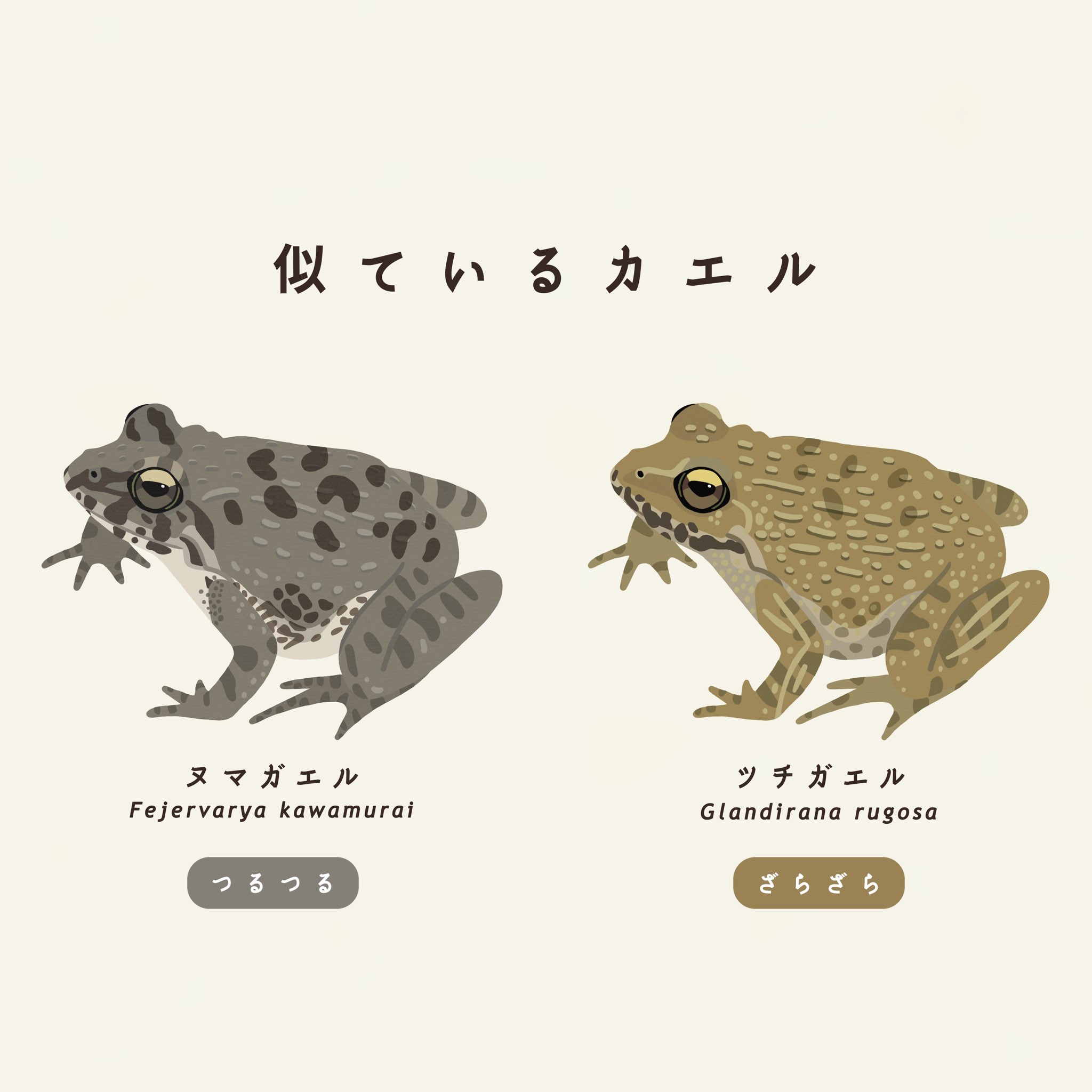 さちこ 12 10 11博物クリスマス 新作イラスト 地味で間違えられがちな2種 ヌマガエル ツチガエル ツチはイボが滑り止めになって捕まえやすいから好き と師匠談 触り心地は2種で全然違います T Co Qz04fs67af Twitter