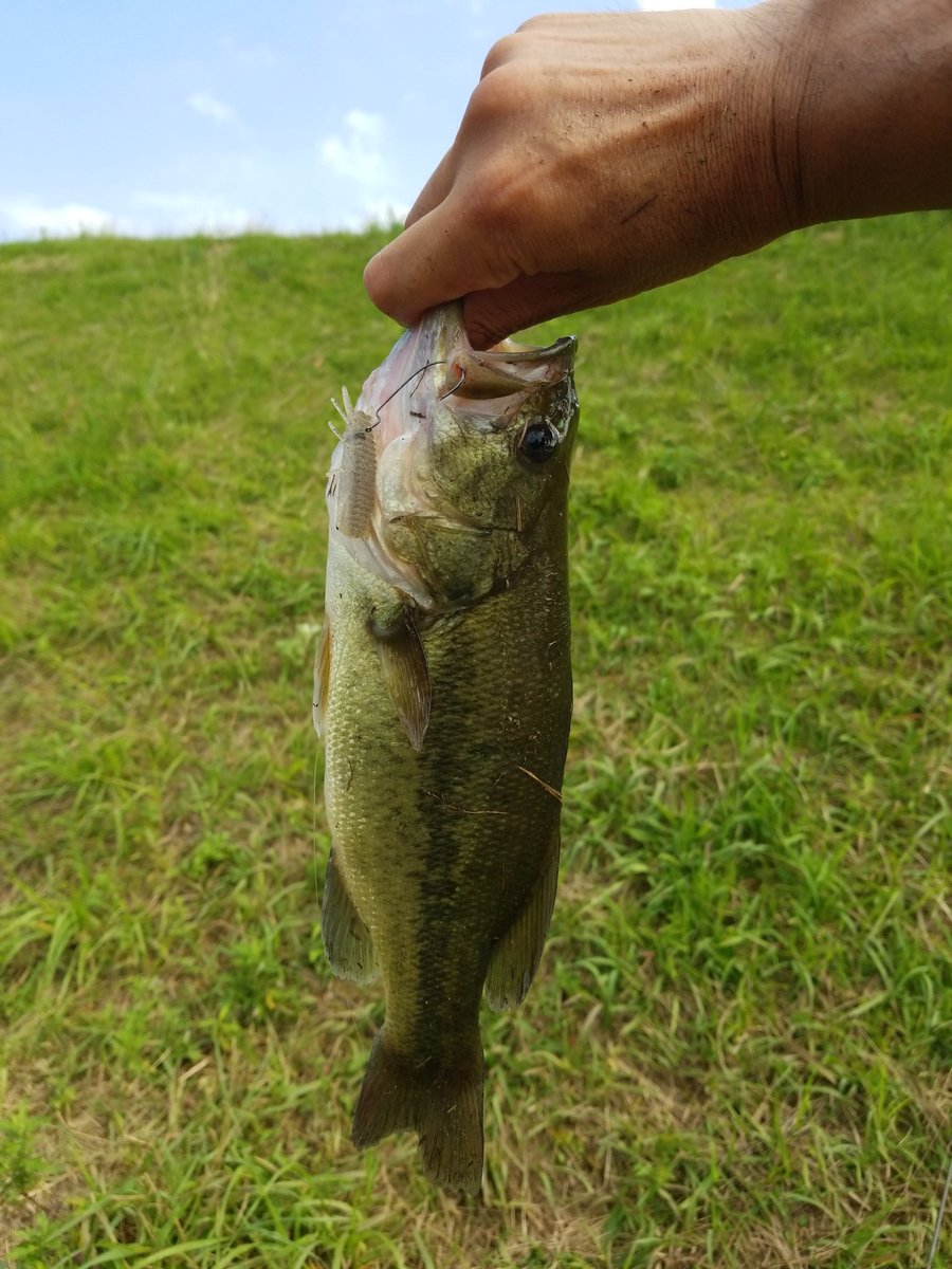 susumu_0710's tweet photo. 今日も仕事帰り寄り道
HP Bug 1.5を表層早巻きで2本GET❗カバーに入れて食って来たけどバラシ😱
久しぶりに釣れたからまぁいいか😆
#バス釣り
#OSP
#HPBug
#印旛水系 https://t.co/NflTzO43oy