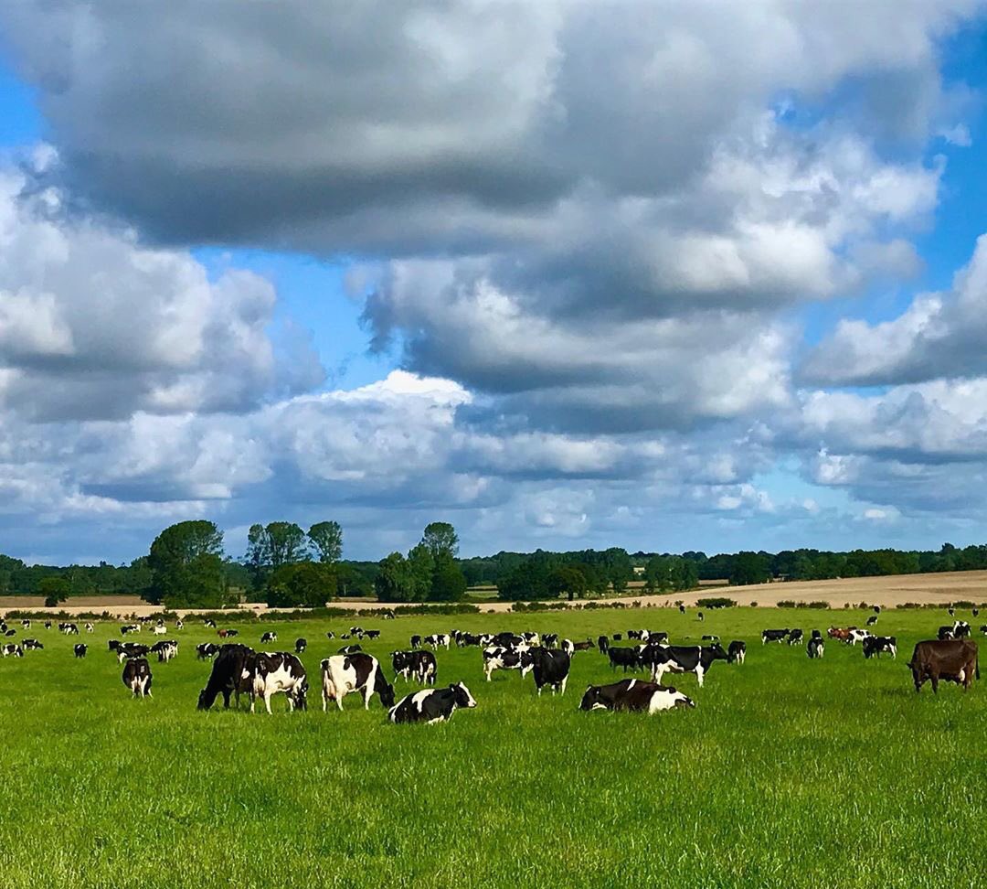 LindsayBurrough's tweet photo. #Farm24 Our girls enjoying the sun rays! Norfolk farming at its finest. We are proud to be supplying milk to @Morrisons https://t.co/uhUzNUZ8ZC