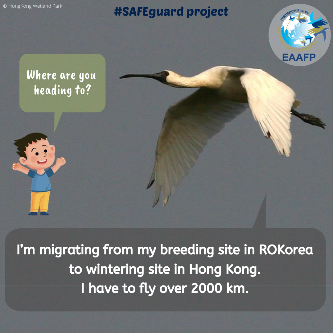 EAAFP's tweet photo. 🙌📣EAAFP’s new #SAFEguardProject this week introduces #Black-facedSpoonbill, a globally Endangered (EN) species, with estimated world population of around just 5,000 individuals. 📩Read more on Baer’s Pochard👉https://t.co/LjNS4cnq8N
@BirdLife_News @ABiodiversity @WWF https://t.co/cQsHAIgQ8P