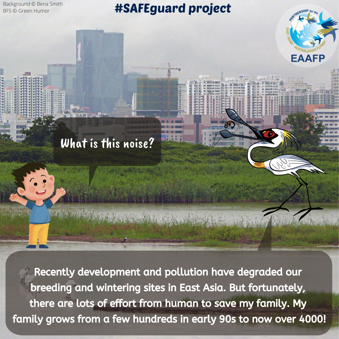 EAAFP's tweet photo. 🙌📣EAAFP’s new #SAFEguardProject this week introduces #Black-facedSpoonbill, a globally Endangered (EN) species, with estimated world population of around just 5,000 individuals. 📩Read more on Baer’s Pochard👉https://t.co/LjNS4cnq8N
@BirdLife_News @ABiodiversity @WWF https://t.co/cQsHAIgQ8P