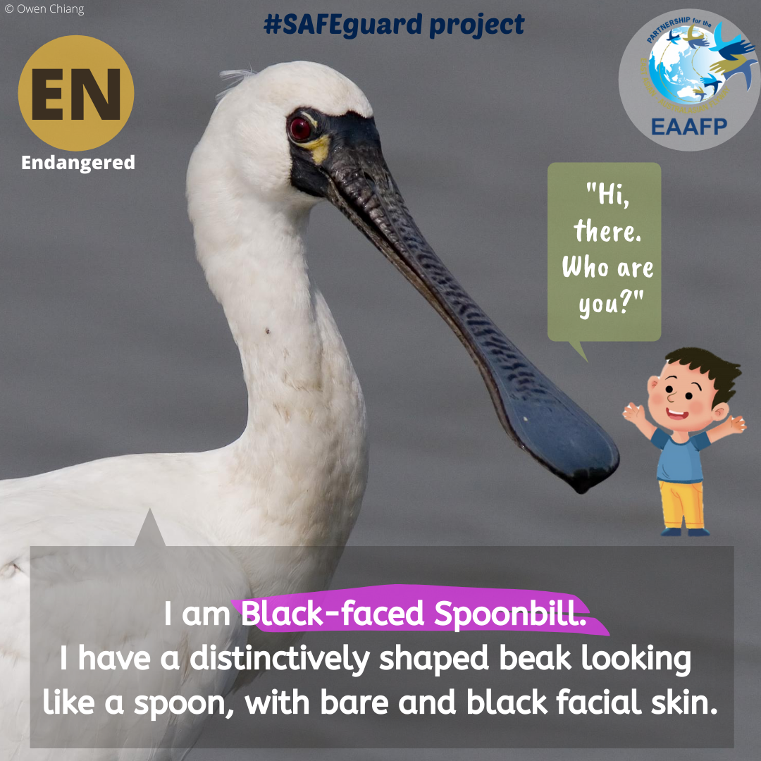 EAAFP's tweet photo. 🙌📣EAAFP’s new #SAFEguardProject this week introduces #Black-facedSpoonbill, a globally Endangered (EN) species, with estimated world population of around just 5,000 individuals. 📩Read more on Baer’s Pochard👉https://t.co/LjNS4cnq8N
@BirdLife_News @ABiodiversity @WWF https://t.co/cQsHAIgQ8P