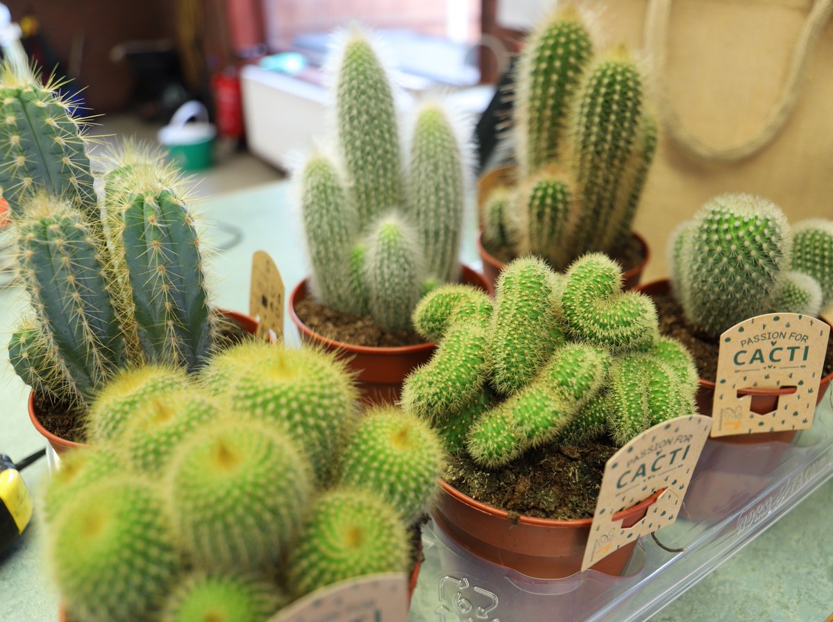 visitderwen's tweet photo. We apologise if Gobowen's Twmpath Bridge being closed is a prickly issue for our visitors. The work is ongoing until 17th August but @DerwenCollege #GardenCentre and #GardenCafe are OPEN as usual. #SupportDerwen #ShopLocal #Plants #Gifts #SummerSale

https://t.co/8QaYUhfq8W https://t.co/hxlRmjXeJi