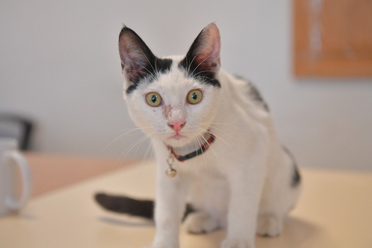 ‼️Kayıp kedi ilanı‼️
Bu güzel yavrumuzu bugün 11.00’de Toros Mah.Çetinkaya Semt Pazarı’nın yanındaki ekmek büfesinin önünde bulduk. Kedimiz şekilde tasmalıydı. Kedinin sahipli olduğunu düşünüyoruz.
Sahibinin ve kaybolduğunu düşünenlerin bizimle irtibata geçmesini rica ediyoruz.