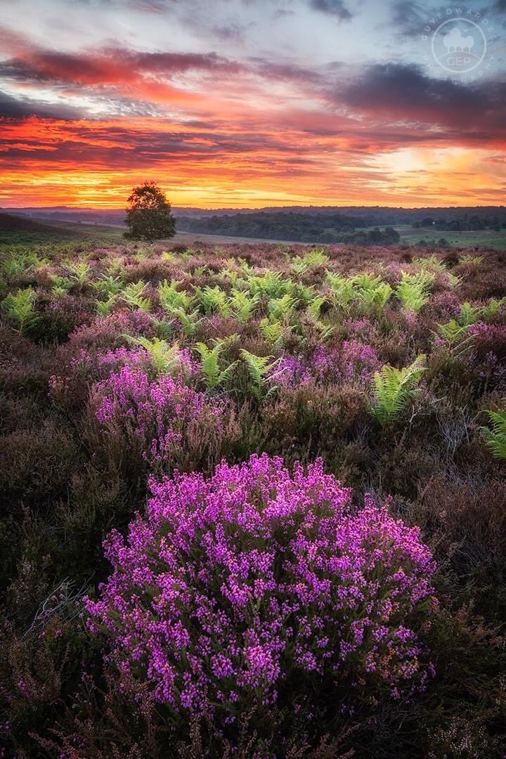 A stunning sunrise in the New Forest from a couple of weeks ago.

© Guy Edwardes Photography

#heathland #visithampshire #hampshirenature #landscape #guyedwardes #heather #sunriselandscapes #canonuk #adobelightroom #thewildlifetrusts