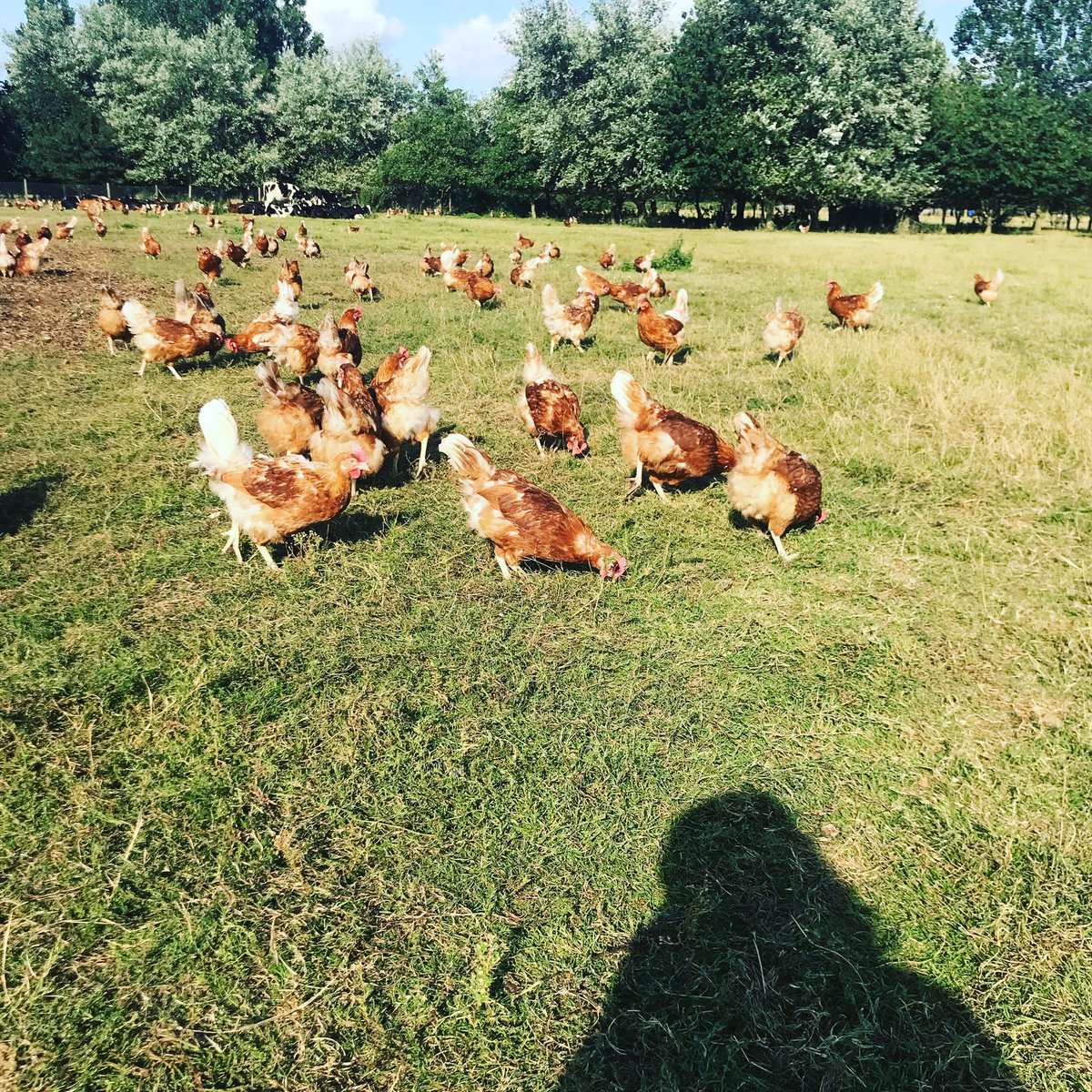 LindsayBurrough's tweet photo. #Farm24 we also have free range hens and all of the eggs produced are delivered locally to farm shops, pubs, cafes, bakers etc https://t.co/M8l9lsUKfs