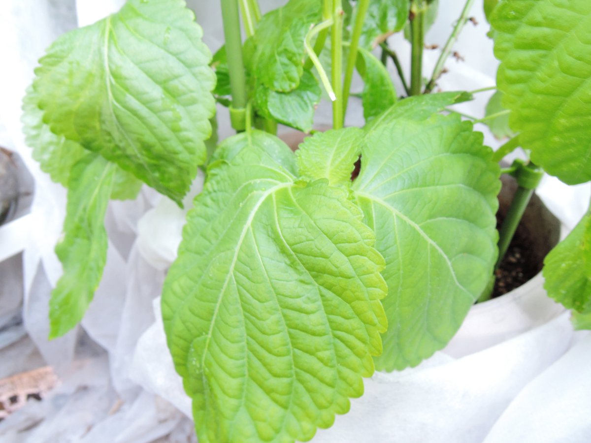 Twitter पर エゴマ ह शट ग