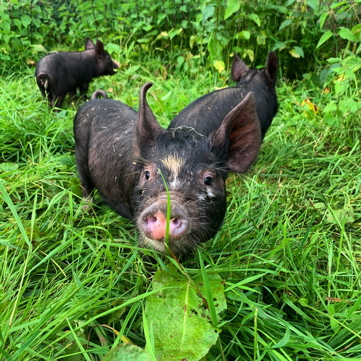 rebeccabeau's tweet photo. @FarmersGuardian Pigs are the best - here’s some little Berkshire piglets enjoying grazing and a couple of sneaky apples 🐷💚 🍏#Farm24 https://t.co/D3JgAJCyZC