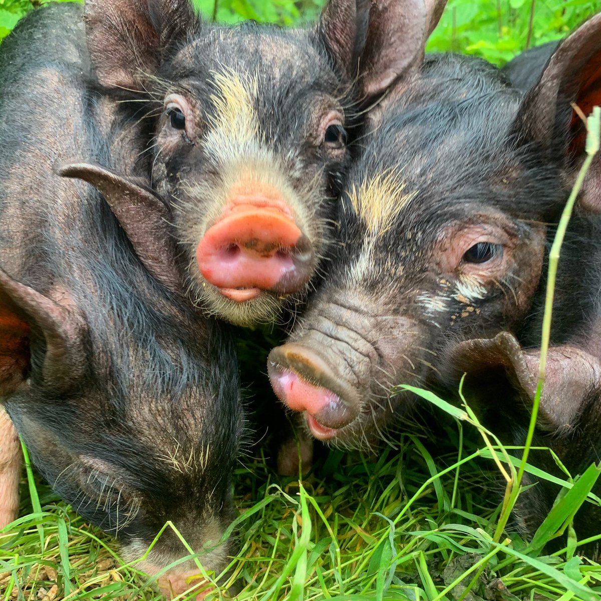 rebeccabeau's tweet photo. @FarmersGuardian Pigs are the best - here’s some little Berkshire piglets enjoying grazing and a couple of sneaky apples 🐷💚 🍏#Farm24 https://t.co/D3JgAJCyZC