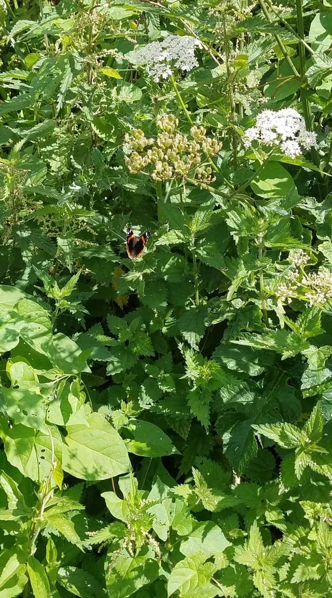 PledgeforNature's tweet photo. Some of the butterflies spotted on the Tarka Trail near Torrington by our volunteers completing their #pledgefornature by taking part in the #bigbutterflycount #northdevonbiosphere #wildlife https://t.co/zxdV9cE6s5