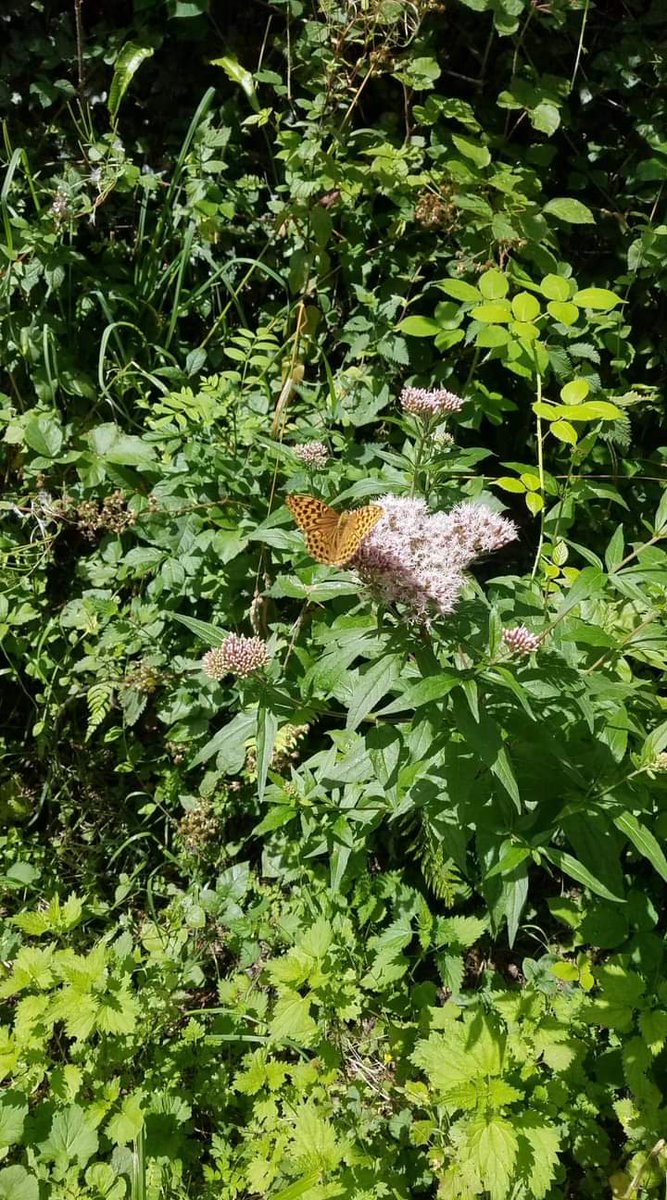 PledgeforNature's tweet photo. Some of the butterflies spotted on the Tarka Trail near Torrington by our volunteers completing their #pledgefornature by taking part in the #bigbutterflycount #northdevonbiosphere #wildlife https://t.co/zxdV9cE6s5
