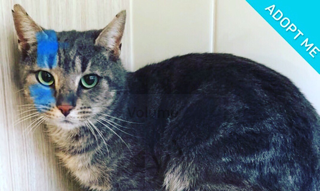scruffy19791's tweet photo. 1/4 Hot of the Press:  Are you in search of a Braveheart?  Look no further than William Wallace!For Freedom! For Felines!  Let’s get this boy a home South Australia!If you think William Wallace could be your boy head over to https://t.co/08NDE6Cm9T @GISH @DeanIsntFine https://t.co/EUgExHXWZc