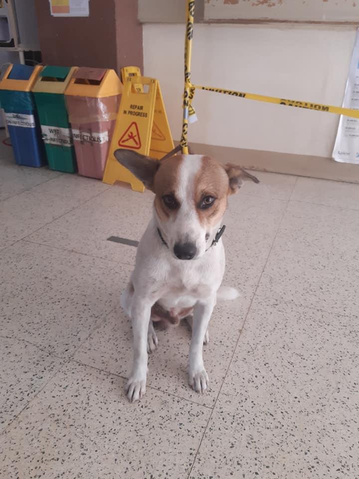rapplerdotcom's tweet photo. A good PAWntliner 🐶
LOOK: A stray dog gets ‘adopted’ by a hospital in Iligan City, after loitering around the hospital for a time. Medikal is a friend to healthcare workers and is now considered a “hospital guard dog” in Iligan Medical Center Hospital. 📸 Anña Dailisan Amal https://t.co/ybqfY0rHbe