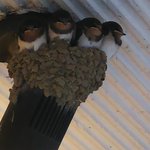 わたり鳥の旅立ちを優しく見守る・・・。