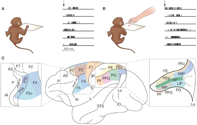 Scientists discovered 'mirror neurons' - cells in premotor & parietal cortex that fire both when the monkey performs an action & when it sees the same action performed by someone else. This 'common coding' mechanism could convert 'seen actions' into actions we can perform.