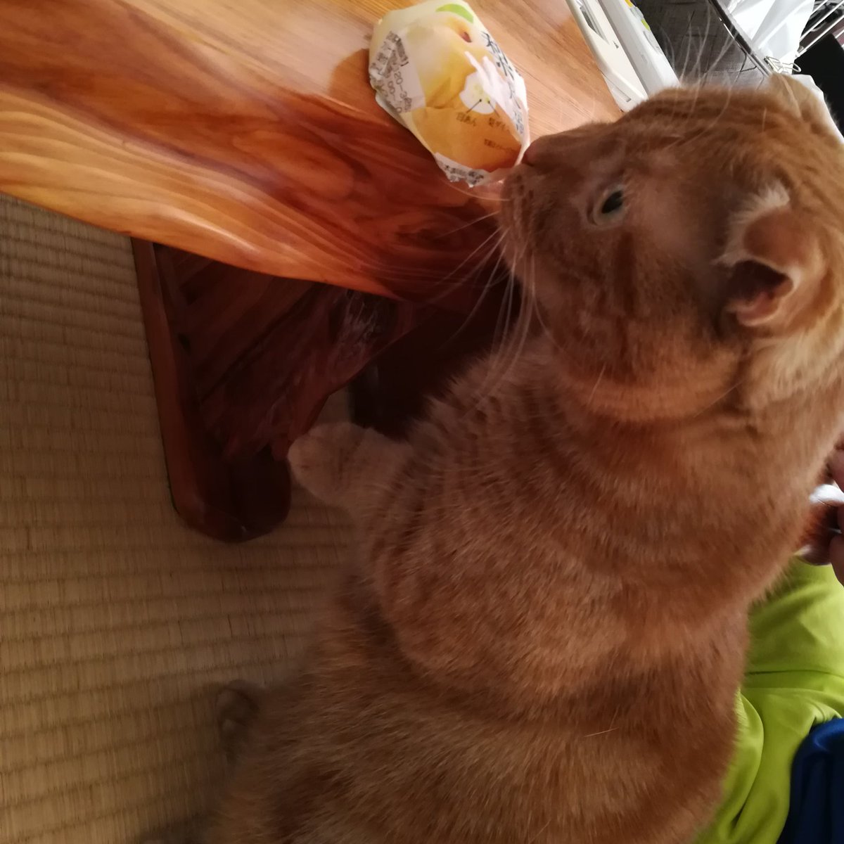 おしり ぶーと梨大福だけの写真 におい嗅ぎたすぎて立ちました あわしま堂 梨大福 大福 猫のいる暮らし マンチカン 短足マンチカン おしり ぶーと梨大福だけの写真 におい嗅ぎたすぎて立ちました あわしま堂 梨大福 大福 猫のいる暮らし マンチカン 短足マンチカン