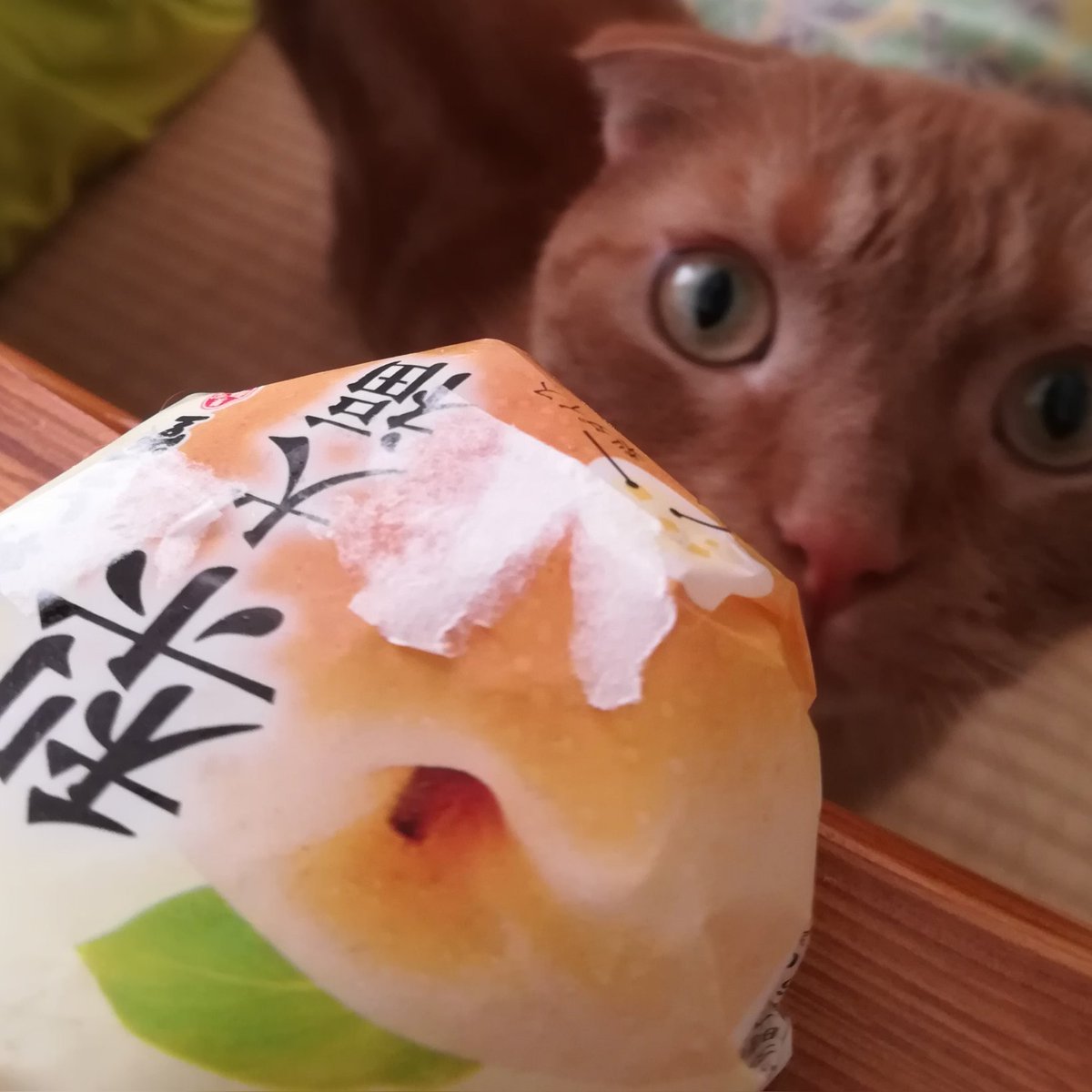 おしり ぶーと梨大福だけの写真 におい嗅ぎたすぎて立ちました あわしま堂 梨大福 大福 猫のいる暮らし マンチカン 短足マンチカン おしり ぶーと梨大福だけの写真 におい嗅ぎたすぎて立ちました あわしま堂 梨大福 大福 猫のいる暮らし マンチカン 短足マンチカン