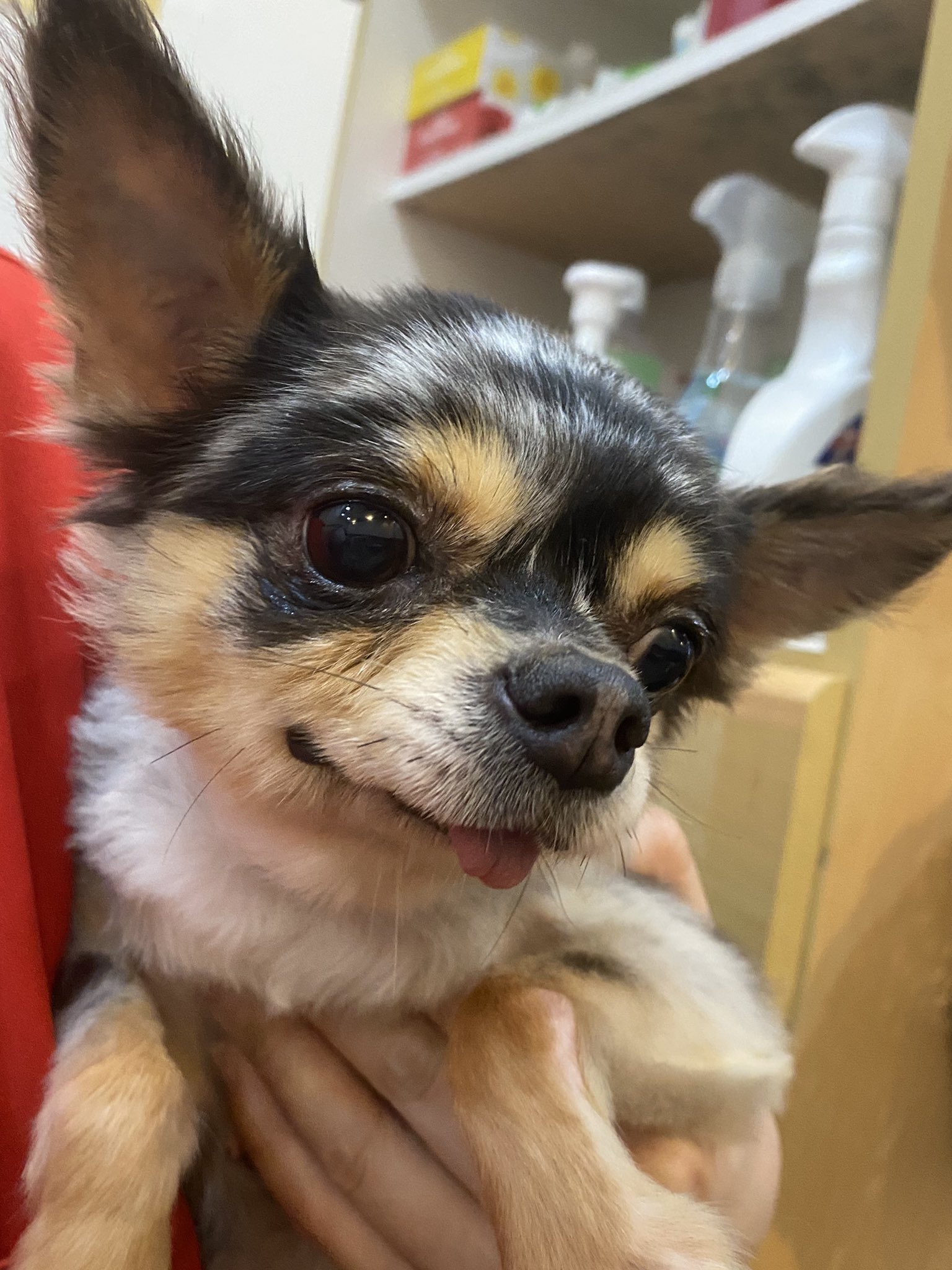 保護犬カフェ 鶴橋店 Twitterissa 里親様募集中 フーフー チワワ 女の子 5歳 珍しい毛色のフーフーちゃん カフェデビューです マイペースな子ですが 人との手遊びも好きなようです 里親募集中 保護犬カフェ鶴橋店 保護犬 保護犬カフェ 鶴橋店 Twitterissa 里親様募集中 フーフー チワワ 女の子 5歳 珍しい毛色のフーフーちゃん カフェデビューです マイペースな子ですが 人との手遊びも好きなようです 里親募集中 保護犬カフェ鶴橋店 保護犬