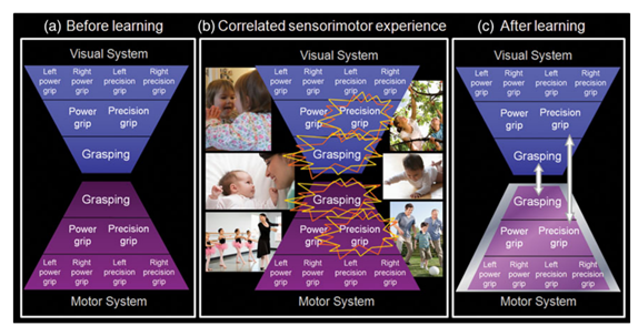 On this view, we get mirror neurons because visual and motor units that "fire together wire together". Correlated experience forges sensorimotor matching mechanisms.  https://www.sciencedirect.com/science/article/abs/pii/S0149763409001730