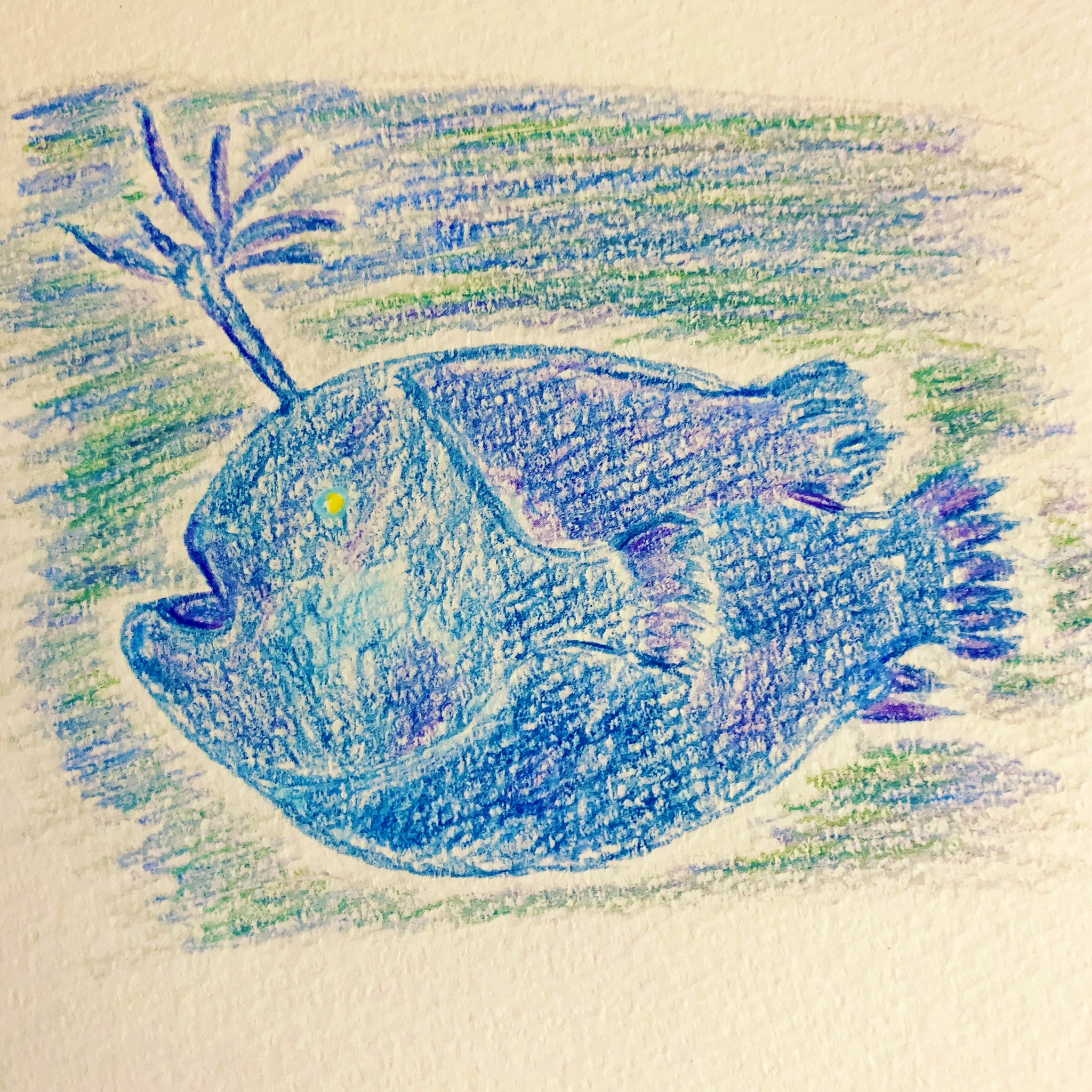 必死 チョウチンアンコウ 深海生物第三弾 色鉛筆 イラスト お絵描き チョウチンアンコウ あんこう 深海生物 深海魚 深海 海 魚 真っ黒 きもかわ かわいい ステイホーム コロナ 自粛 お絵描きさんと繋がりたい イラスト好きさんと