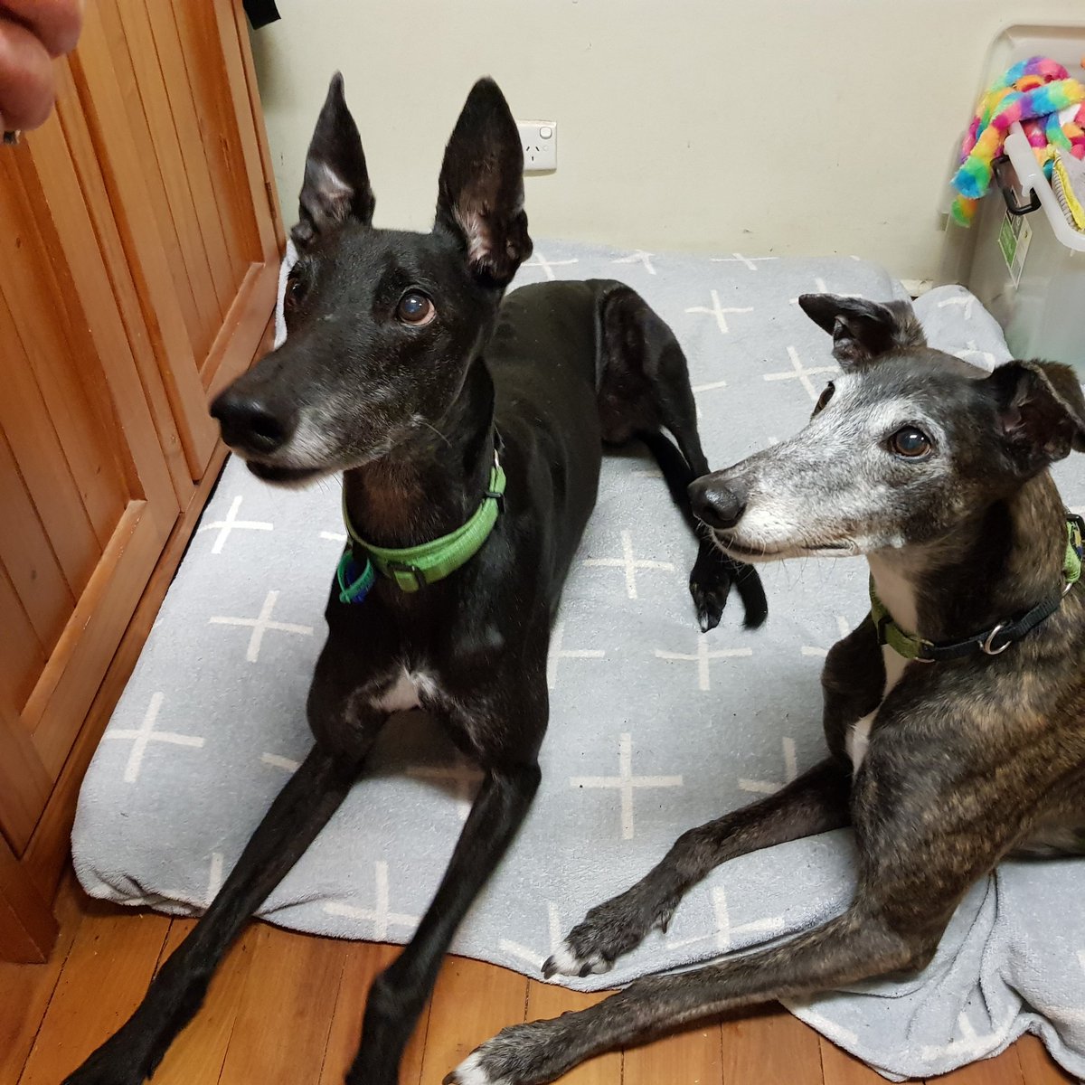 DIYSportscar's tweet photo. @redruby17 Happy to bring our photogenic hounds along to model... https://t.co/taKkILgOEs